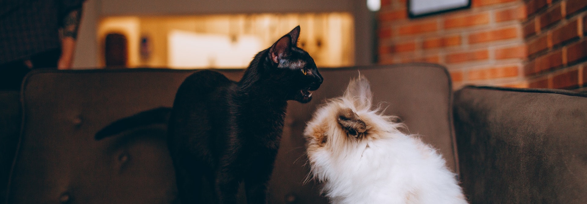 Tierarztzentrum Titelbild